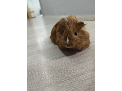 Ginepig yavrumuz