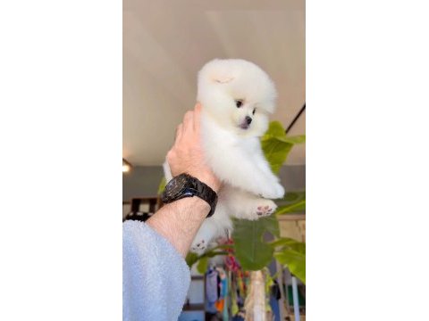 Pomeranian boo yavru
