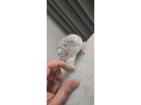 Full evcil dişi sultan papağanı ısırma nedir gram bilmez
