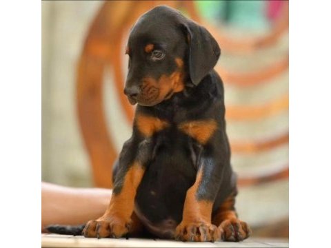 Doberman yavrumuz