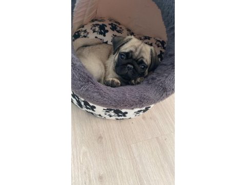 Orjinal pug daha 40 günlük