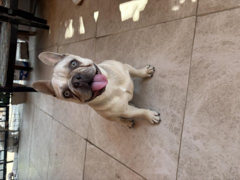 Köpeğimiz mia hanım yeni yuvasını arıyor