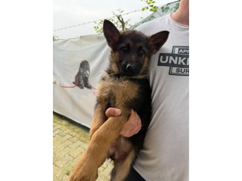Düşük bel alman çoban köpeği