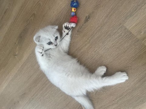 Anne baba full şecereli scottish fold bebiş