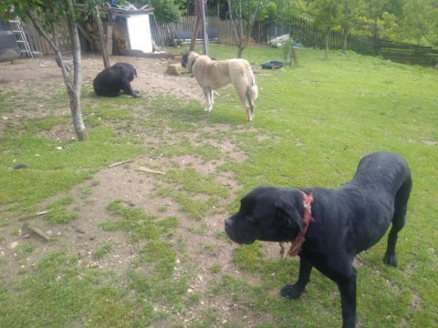 Sağlam ırk garantili mavi/siyah cane corso yavruları
