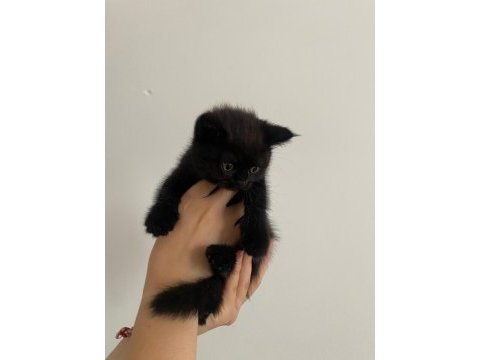 Adana/seyhan gürselpaşa scottish fold yavrular
