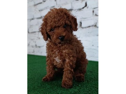 Toy poodle yavrumuz
