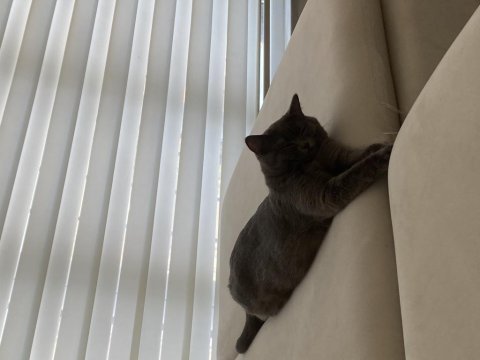 9 aylık eğitimli british shorthair (cins kedi)