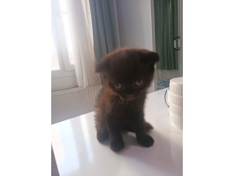 Scottish fold yavrumuz yeni sahibini bekliyor