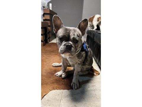 French bulldog 2 yaşında erkek