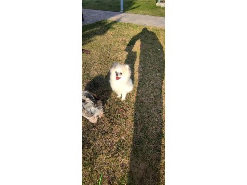 Pomeranian boo teddy bear