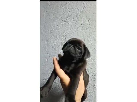 Pug yavru köpeklerimiz