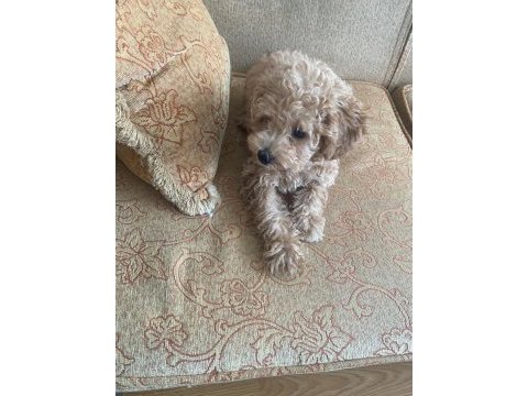 Toy poodle cinsi köpeğimiz