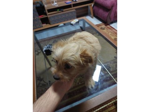 Maltipoo dişi yavru köpeğimiz