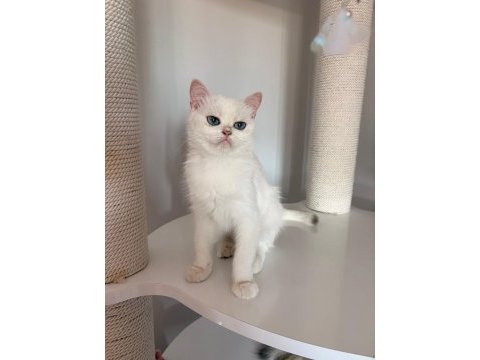 Pamuk prenses british shorthair