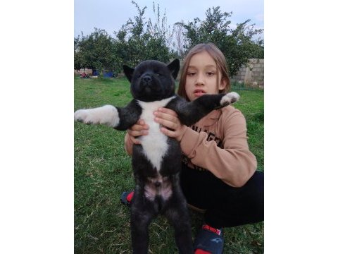 Amerikan akita özel kış yavruları