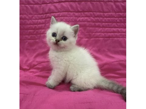 British shorthair blue point yavrularım 