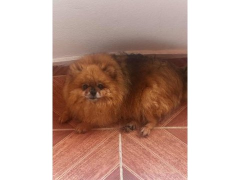 2 yaş kızanı hazır dişi pomeranian boo ayı sürat full aşı