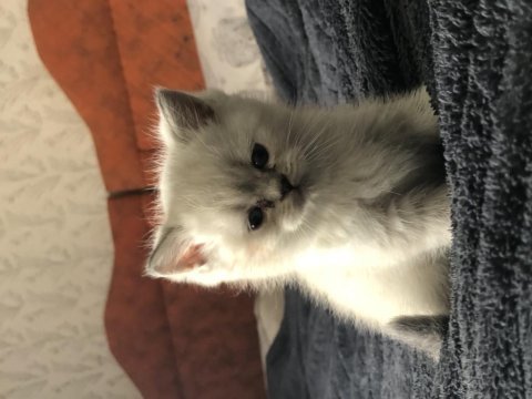 British shorthair yavru kediler