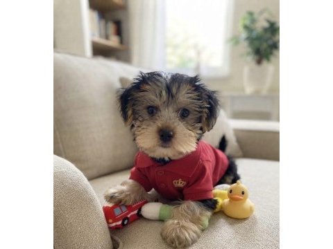 Çok oyuncu sevecen yavru köpekler