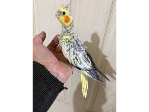 39 günlük sultan papağanı bebek