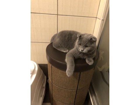 İki tane karnesi scottish fold var çok uysal