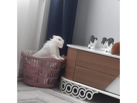 Acil tavşanımızı sahiplendirme