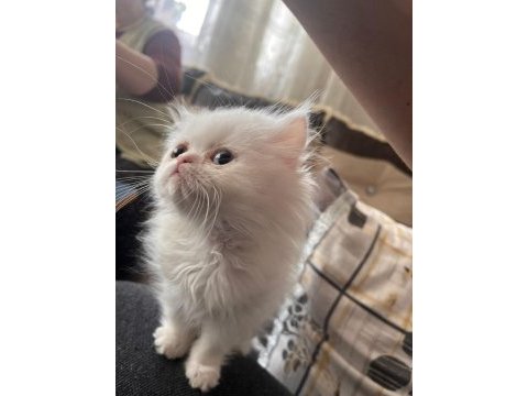 63 günlük british longhair yavrumuz