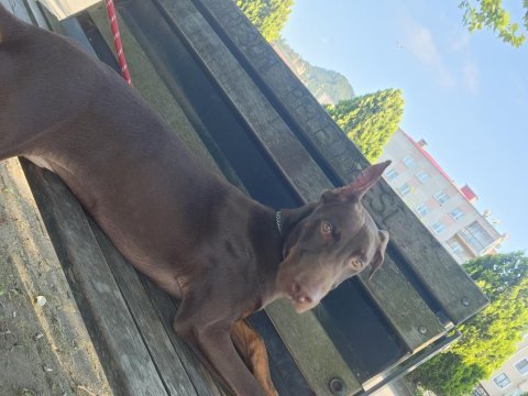 8 aylık kızıl doberman