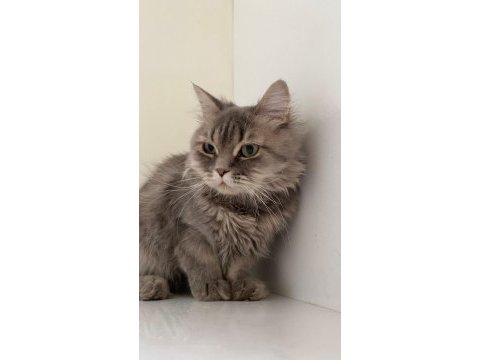 British longhair yavrumuz