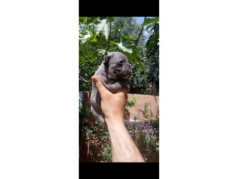 French bulldog kalite bizden sorulur