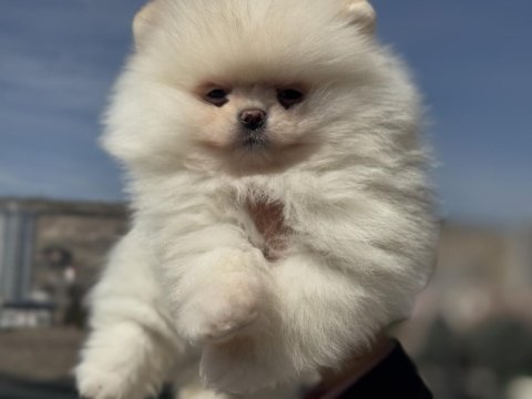 Tea cup pomeranian  yavrular ziyarete açık