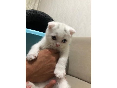 2 adet 1 tane erkek 1 tane dişi 2 aylık scottish fold