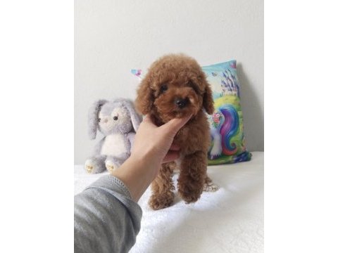 Rengarenk poodle minnoşlar sizlerin olmaya hazır