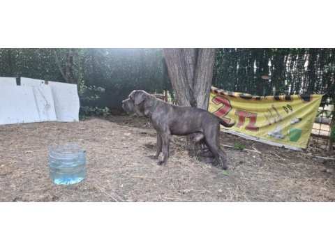 Cane corso blue köpeğimiz