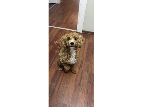 Güzel maltipoo kızımız izmir