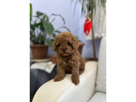 Poodle bebekleri
