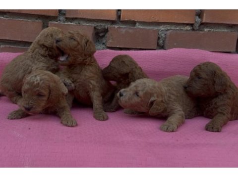 Muhteşem güzellikte safkan toy poodle bebekler