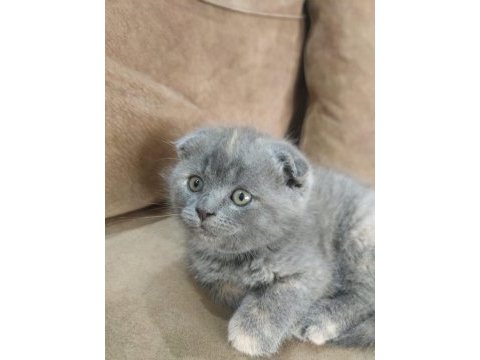 Dişi 3 aylık scottish fold