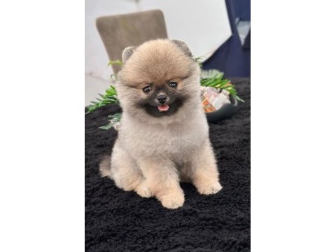 Dişi 3 aylık teacup boy teddy bear garantili pomeranian