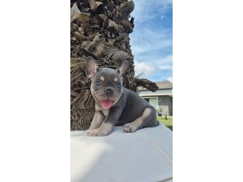 French bulldog yavruları çiftlikten