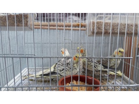 Balıkesir bigadiç sultan papağanı