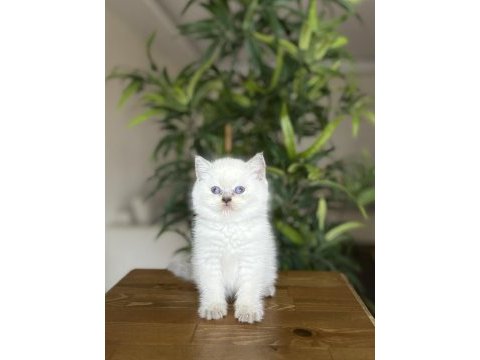 Birbirinden güzel british shorthair yavrularım 