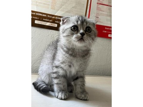 Çok uygun scottish fold hızlı olan kazanır