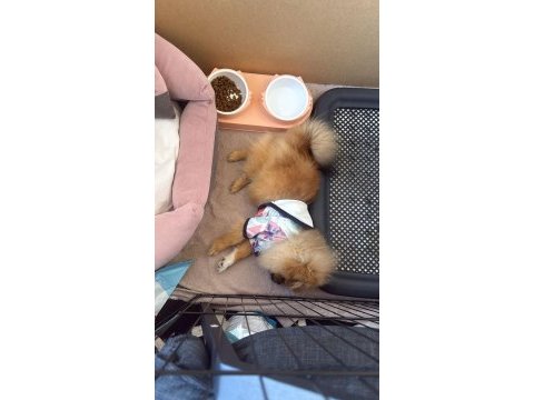 6 aylık pomeranian