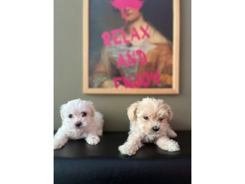 Ev ortamından son 2 dişi maltese terrier 45 günlük