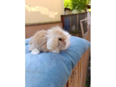 Hollanda teddy lop tavşanı yavrular 34 günlük