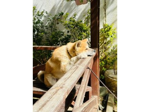 Akita inu erkek yavru