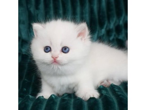 Kar gibi beyaz silver british shorthair 