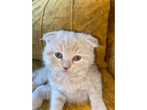 Dünyalar tatlısı scottish fold kedimiz kucak aşığı